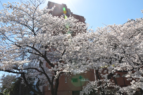 DSC_0270.JPGのサムネイル画像