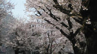 聖蹟の桜