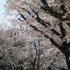 聖蹟の桜